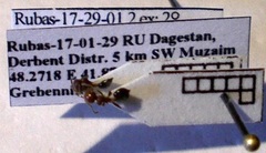Crematogaster schmidti