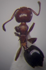Crematogaster schmidti