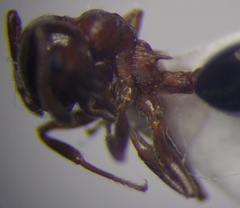 Crematogaster schmidti