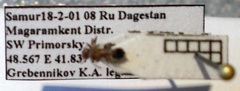 Crematogaster schmidti