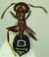 Crematogaster schmidti