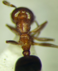 Crematogaster schmidti