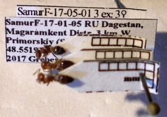 Crematogaster schmidti