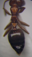 Crematogaster schmidti