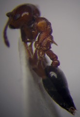 Crematogaster schmidti