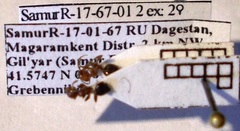 Crematogaster schmidti