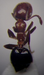 Crematogaster schmidti
