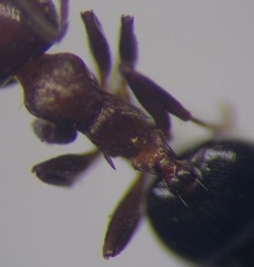 Crematogaster schmidti