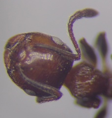 Crematogaster schmidti