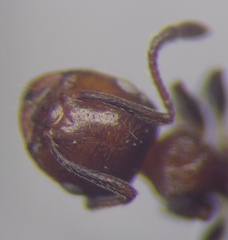 Crematogaster schmidti