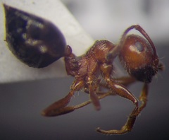 Crematogaster schmidti