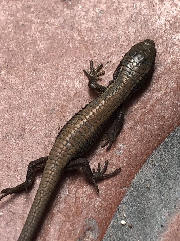 Ruthven's Macropholidus
