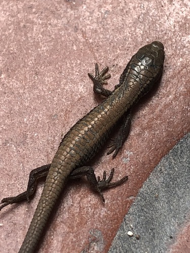 Ruthven's Macropholidus