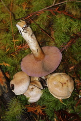 Thaxterogaster occidentalis