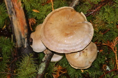 Thaxterogaster occidentalis