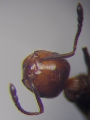 Crematogaster schmidti