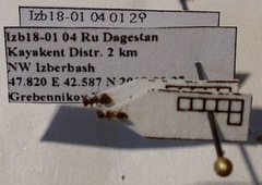 Crematogaster sordidula