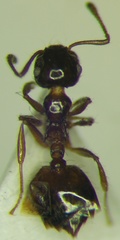 Crematogaster sordidula