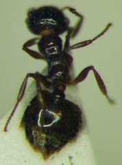 Crematogaster sordidula