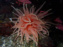 Cribrinopsis fernaldi