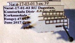 Crematogaster sordidula