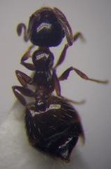 Crematogaster sordidula