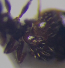 Crematogaster sordidula
