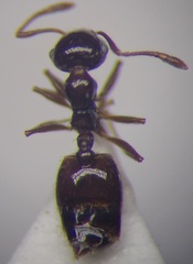 Crematogaster sordidula