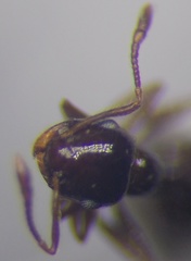 Crematogaster sordidula