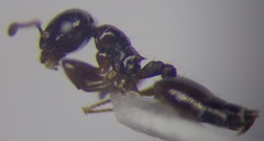 Crematogaster sordidula