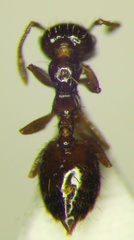 Crematogaster sordidula