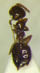 Crematogaster sordidula