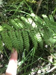 Polystichum vestitum