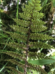 Polystichum vestitum