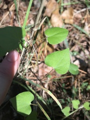 Calystegia tuguriorum