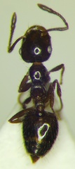 Crematogaster sordidula