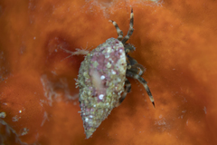 Pagurixus jerviensis
