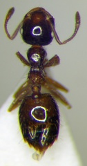 Crematogaster sordidula
