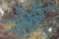 Virididentula dentata