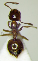 Crematogaster sordidula