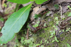 Polytrichadelphus magellanicus