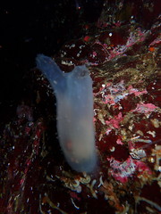 Ascidia paratropa