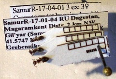 Crematogaster sordidula