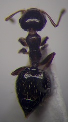 Crematogaster sordidula