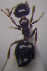 Crematogaster sordidula