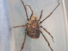 Ortholasma rugosum