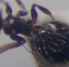 Crematogaster sordidula