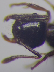 Crematogaster sordidula