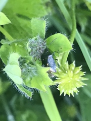 Ditomotarsus punctiventris