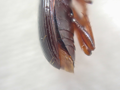 Pterostichus marinensis